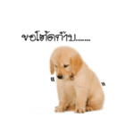 Dull dog gang（個別スタンプ：4）