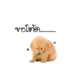 Dull dog gang（個別スタンプ：5）