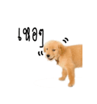 Dull dog gang（個別スタンプ：6）