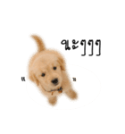 Dull dog gang（個別スタンプ：7）