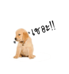 Dull dog gang（個別スタンプ：10）