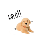 Dull dog gang（個別スタンプ：11）