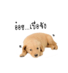 Dull dog gang（個別スタンプ：12）