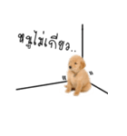 Dull dog gang（個別スタンプ：14）