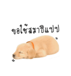 Dull dog gang（個別スタンプ：15）