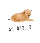 Dull dog gang（個別スタンプ：16）