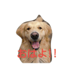 ごんたろー（個別スタンプ：1）