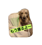 ごんたろー（個別スタンプ：3）