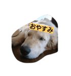 ごんたろー（個別スタンプ：4）