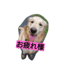 ごんたろー（個別スタンプ：5）