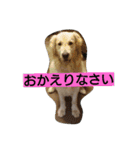 ごんたろー（個別スタンプ：6）