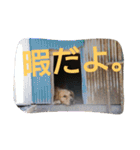 ごんたろー（個別スタンプ：13）
