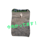 ごんたろー（個別スタンプ：15）