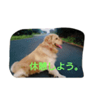 ごんたろー（個別スタンプ：16）
