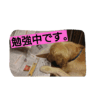 ごんたろー（個別スタンプ：17）