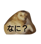 ごんたろー（個別スタンプ：21）