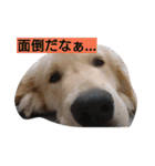 ごんたろー（個別スタンプ：26）