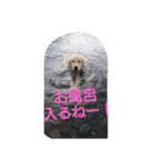 ごんたろー（個別スタンプ：31）