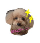 もさもさわたくん（個別スタンプ：1）