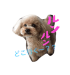もさもさわたくん（個別スタンプ：4）