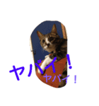 愛想なしのねこ(10)（個別スタンプ：21）