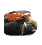 愛想なしのねこ(10)（個別スタンプ：22）