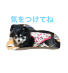 あおちゃんLIFE（個別スタンプ：4）