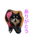 あおちゃんLIFE（個別スタンプ：6）