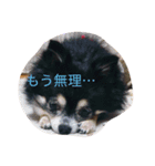 あおちゃんLIFE（個別スタンプ：15）