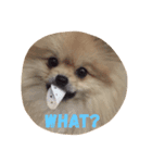 Fiji Wanna Say（個別スタンプ：8）