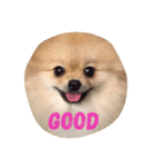 Fiji Wanna Say（個別スタンプ：9）
