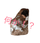 YOKOYAMA FAM 2（個別スタンプ：17）