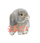 橋本むぎくん（個別スタンプ：8）