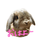 橋本むぎくん（個別スタンプ：10）