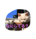 うちのねむりねこ（個別スタンプ：1）