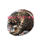 うちのねむりねこ（個別スタンプ：2）