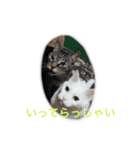 うちのねむりねこ（個別スタンプ：4）