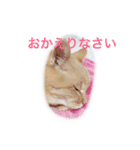うちのねむりねこ（個別スタンプ：5）