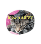 うちのねむりねこ（個別スタンプ：6）