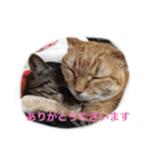 うちのねむりねこ（個別スタンプ：7）
