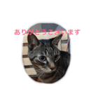 うちのねむりねこ（個別スタンプ：8）