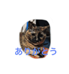 うちのねむりねこ（個別スタンプ：9）