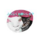 うちのねむりねこ（個別スタンプ：11）