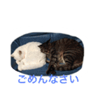 うちのねむりねこ（個別スタンプ：13）