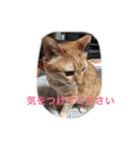 うちのねむりねこ（個別スタンプ：14）