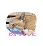 うちのねむりねこ（個別スタンプ：15）