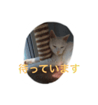 うちのねむりねこ（個別スタンプ：16）