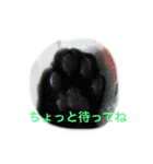 うちのねむりねこ（個別スタンプ：17）