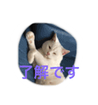うちのねむりねこ（個別スタンプ：19）