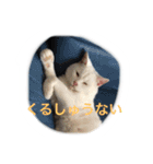 うちのねむりねこ（個別スタンプ：20）